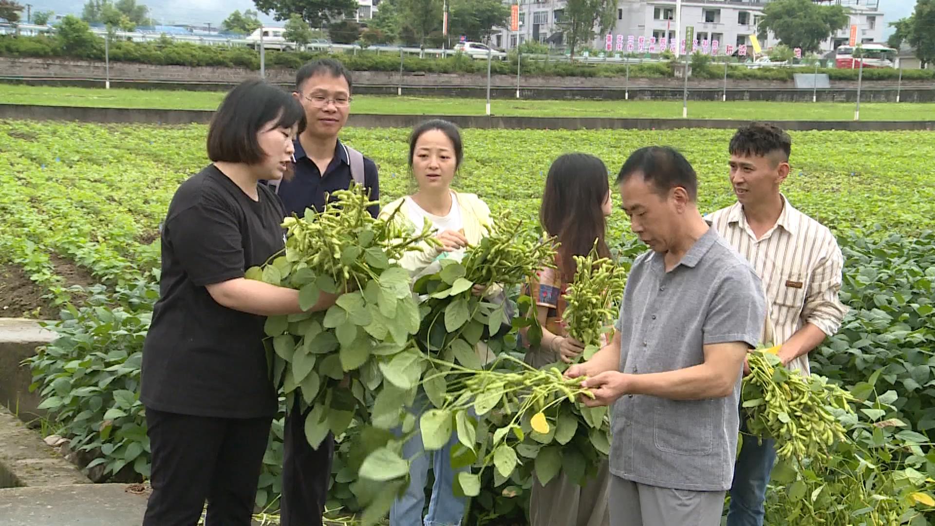 重庆市鲜食大豆新品种食用品质鉴评会在万州举行_20240704165400.JPG